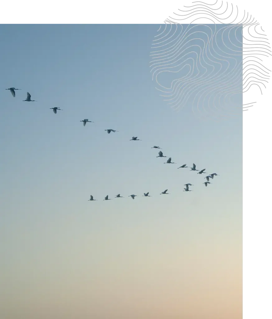 Flock of birds flying in a V formation against a clear sky.